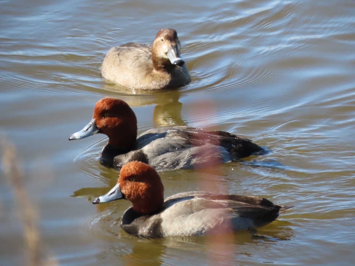 Redhead - Anonymous