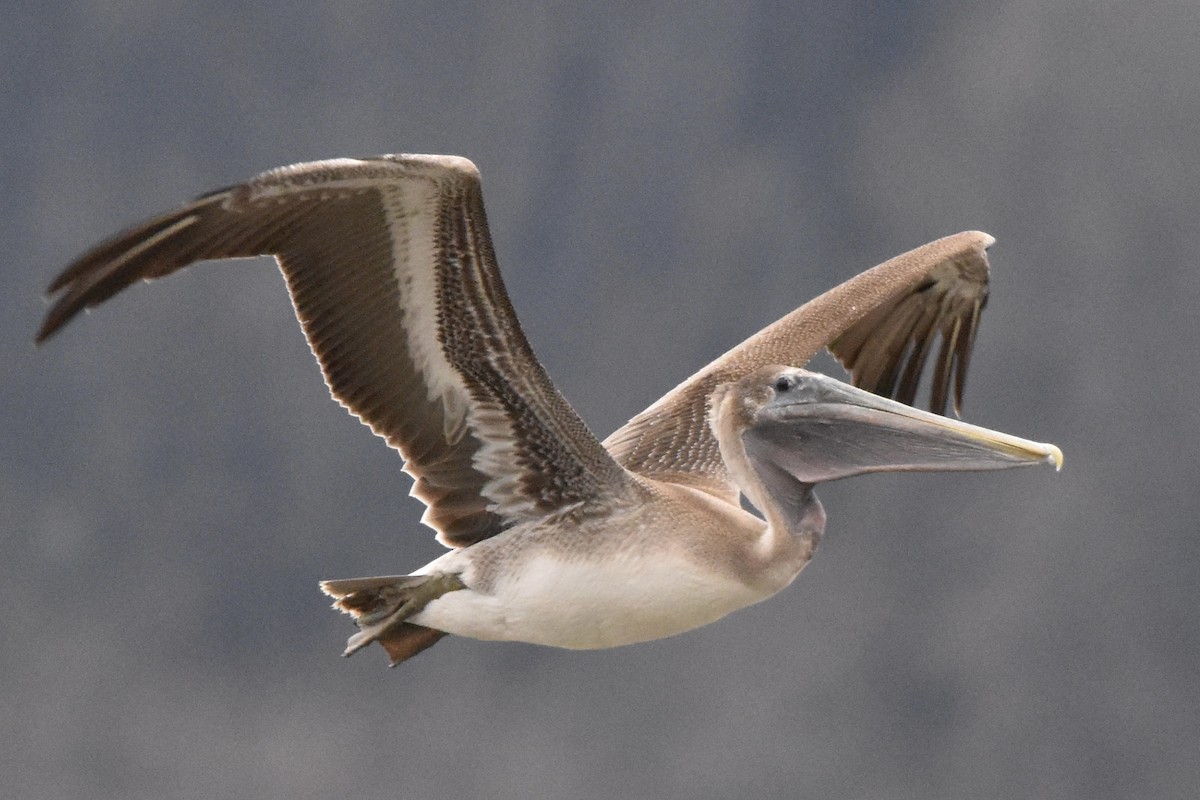 Brown Pelican - ML298249201