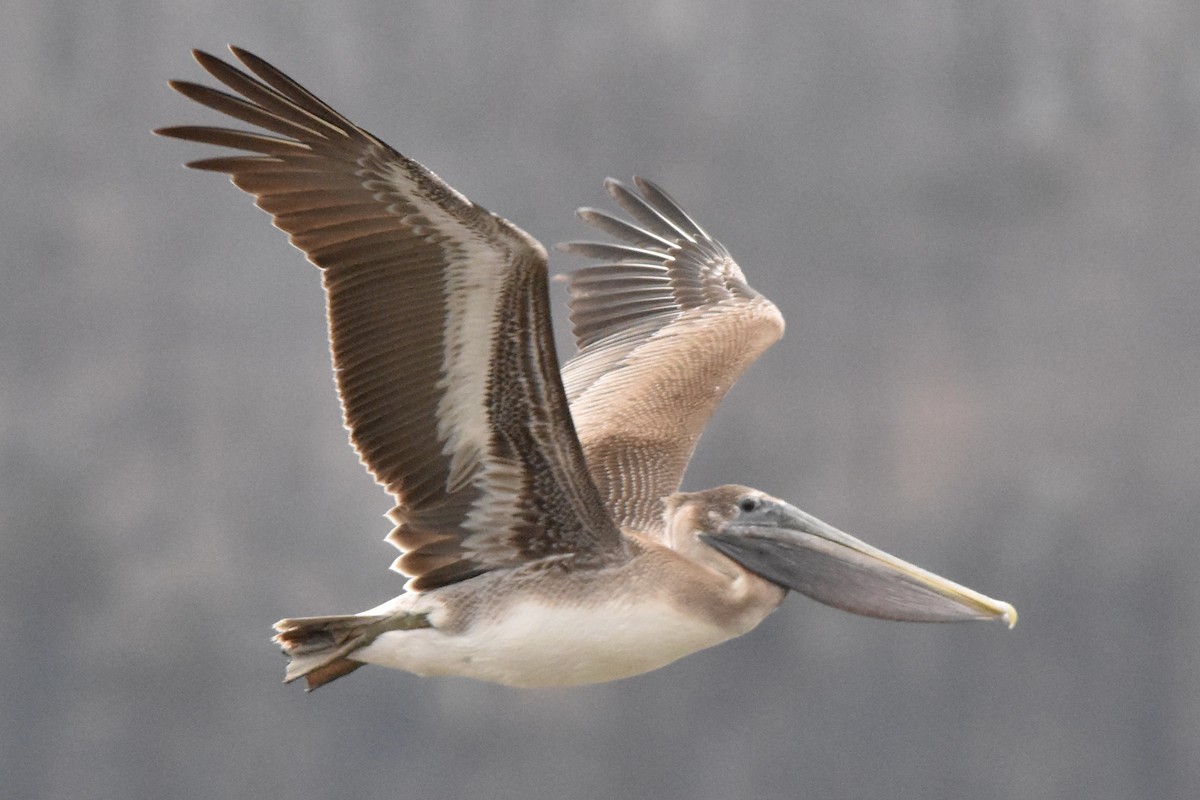 Brown Pelican - ML298249271