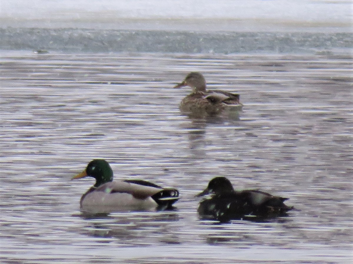 American Black Duck - ML298250611