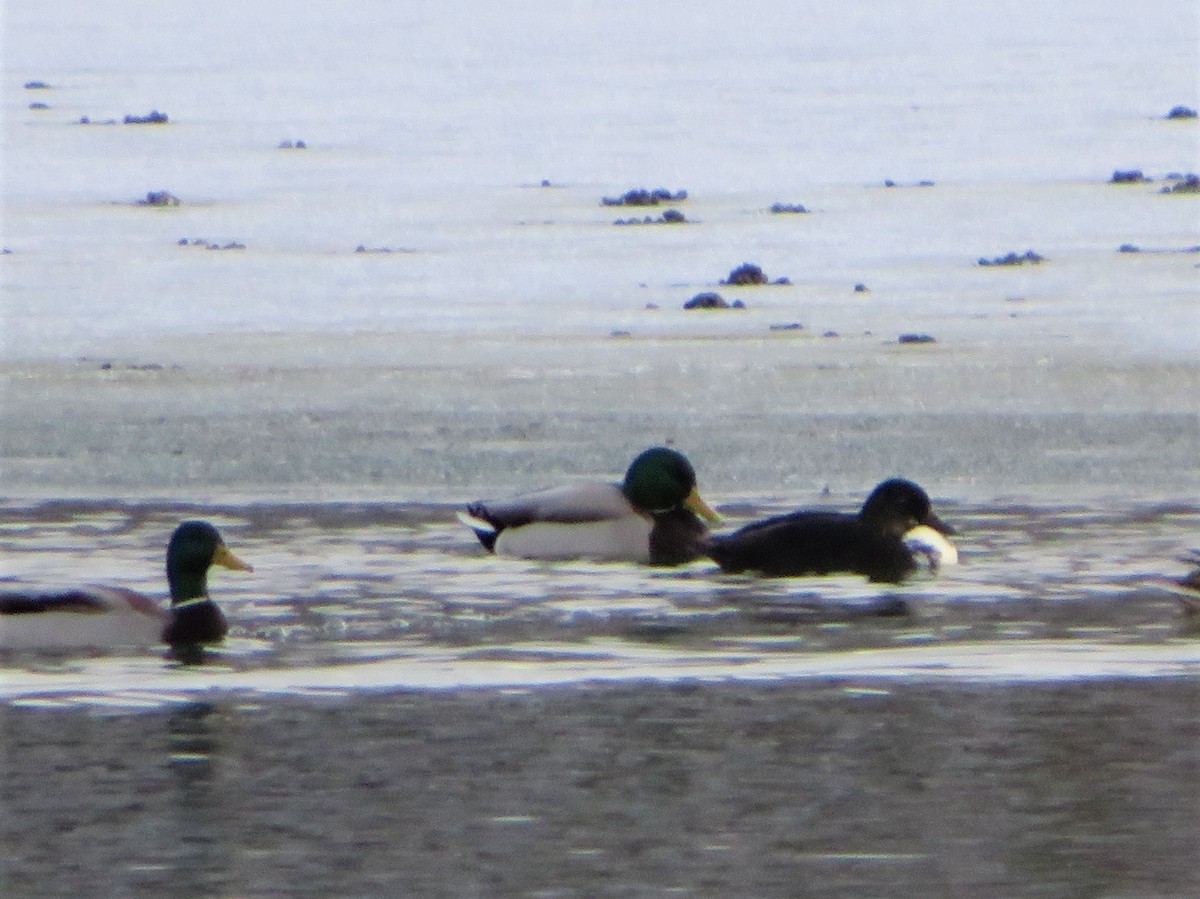 American Black Duck - ML298250951