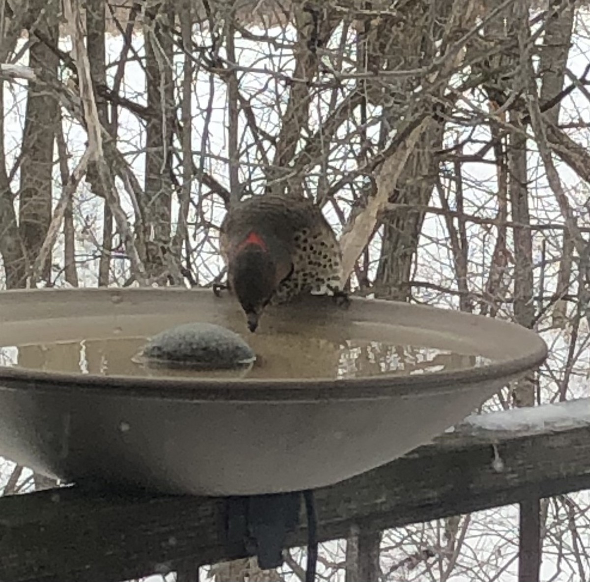 Northern Flicker - Delores Ranshaw