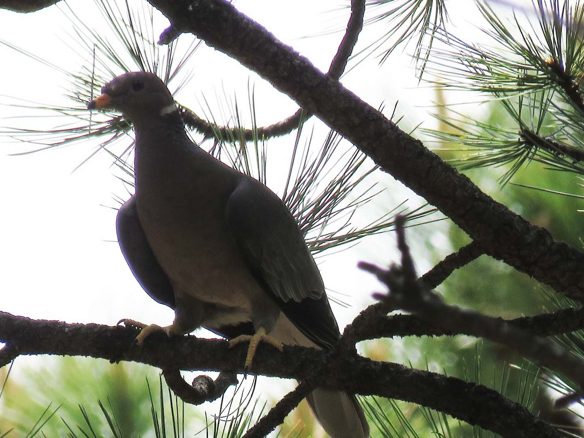 Band-tailed Pigeon - ML29825511