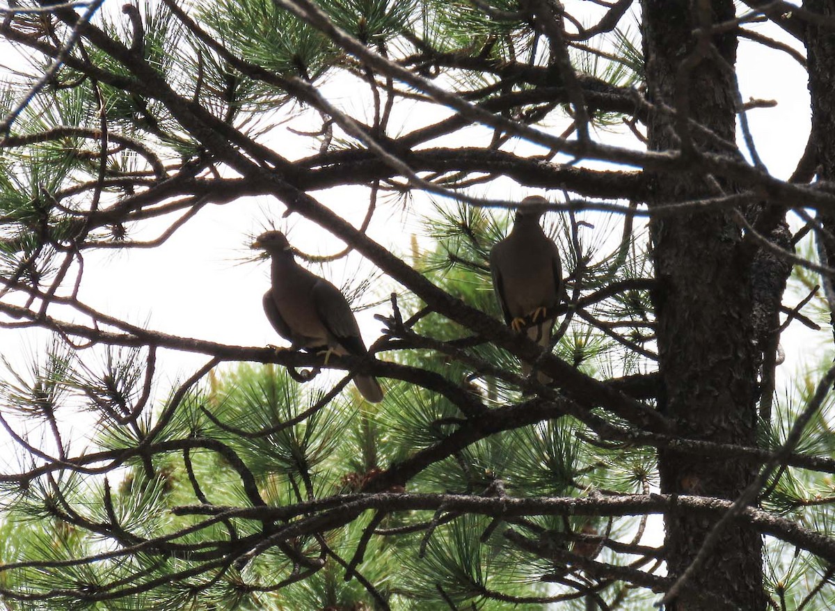 Band-tailed Pigeon - ML29825521