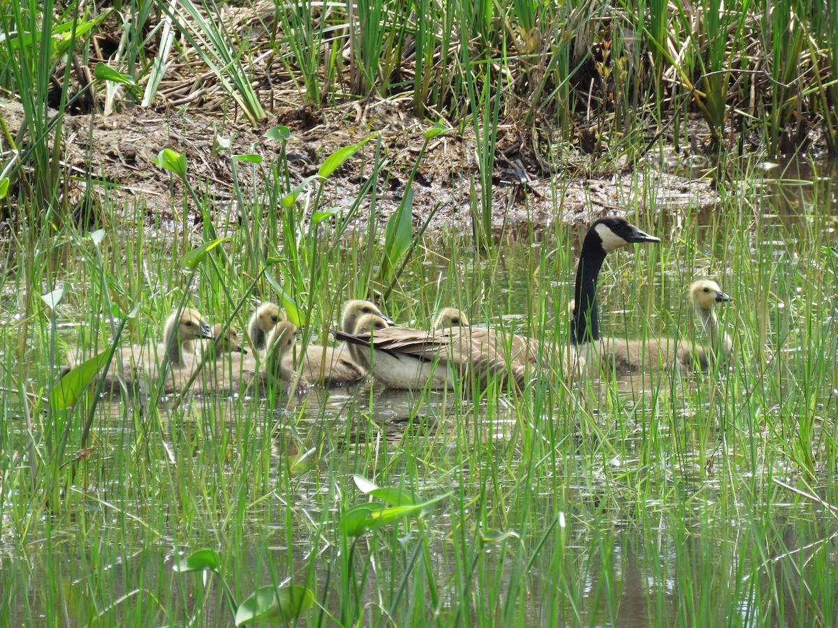 Canada Goose - ML29825871