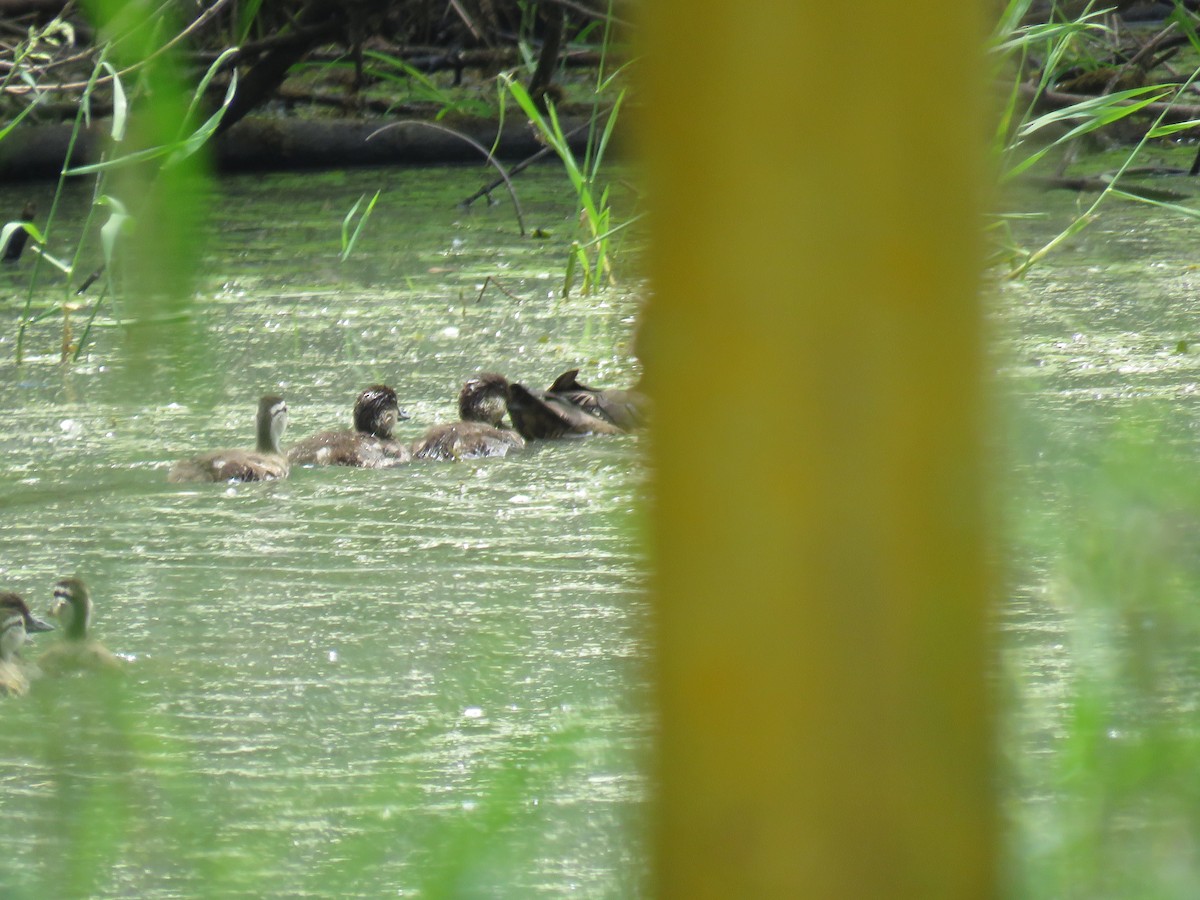 Wood Duck - ML29825951