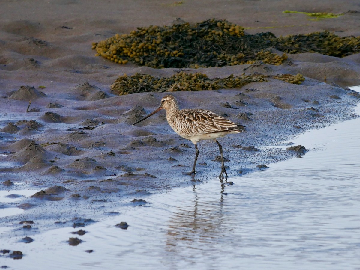 Bar-tailed Godwit - ML298260681