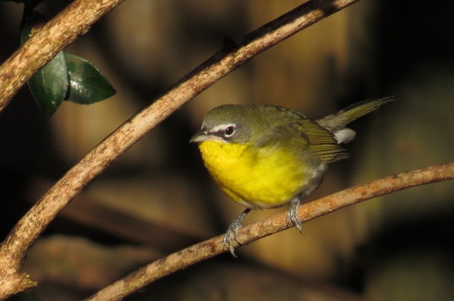 Yellow-breasted Chat - ML298261451