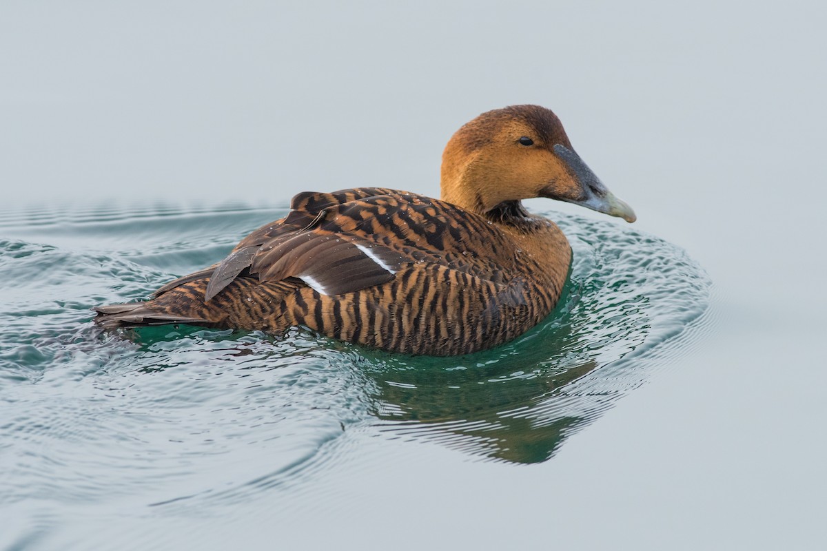 Common Eider - Emily Turteltaub Nelson