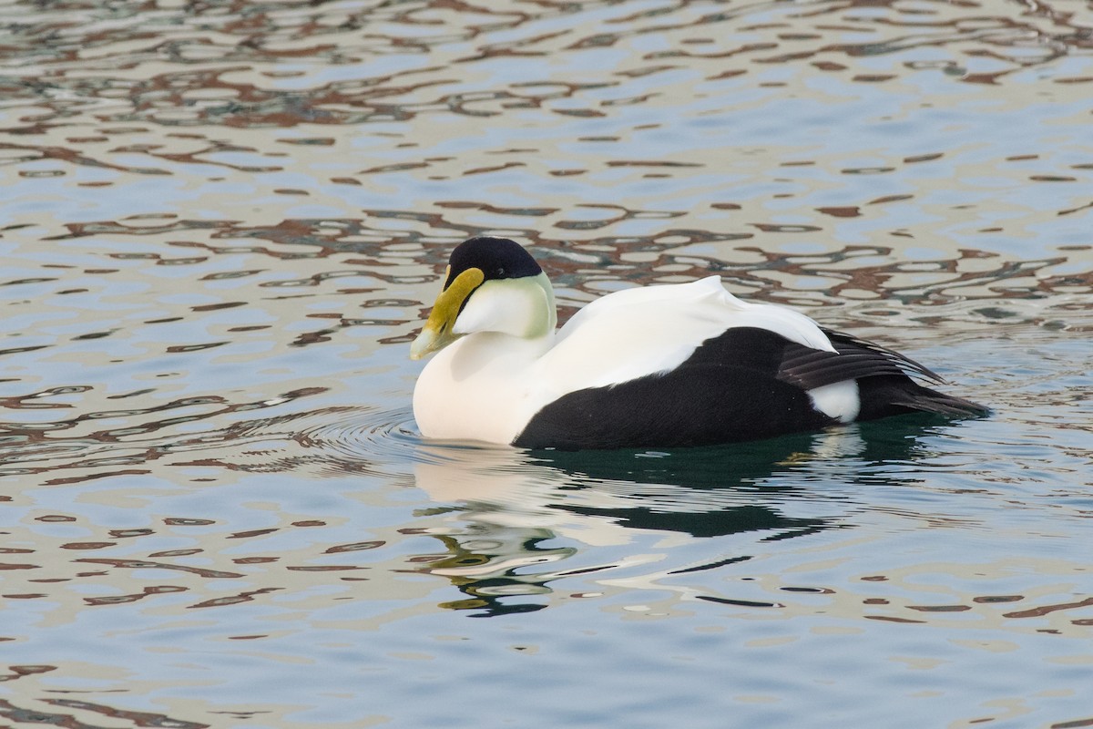 Common Eider - Emily Turteltaub Nelson