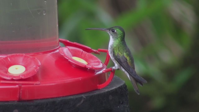 kolibřík andský - ML298262721