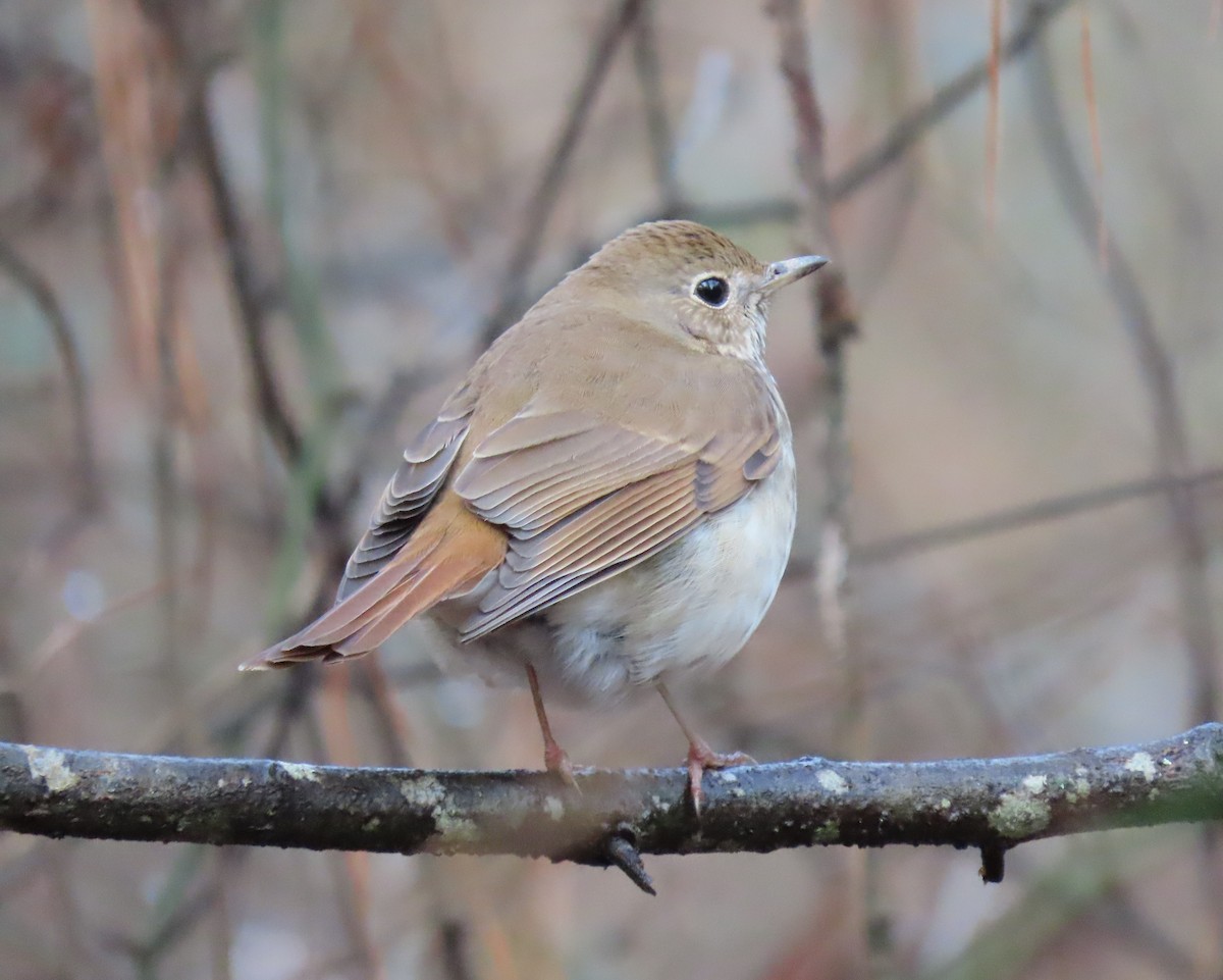 Hermit Thrush - ML298263761