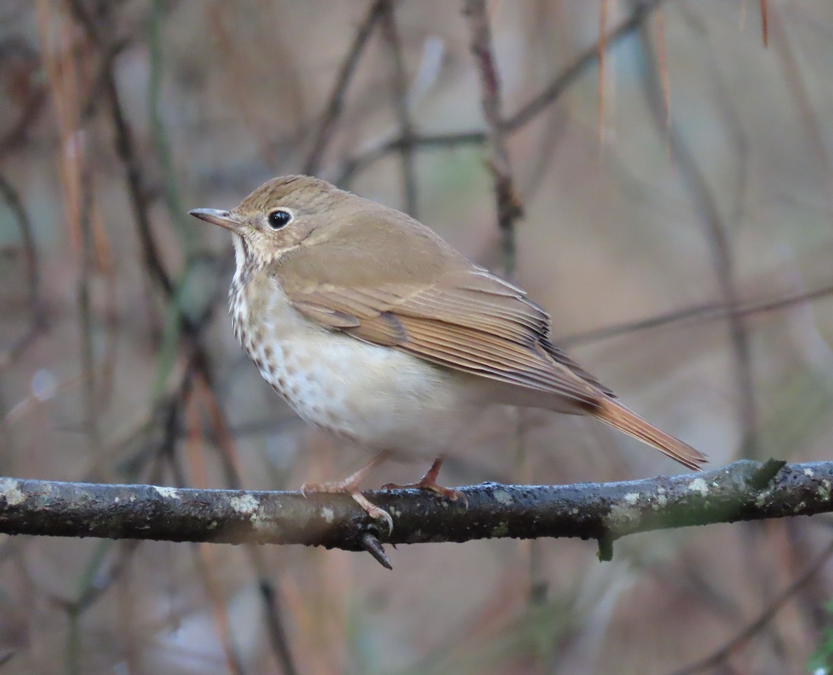 Hermit Thrush - ML298263781