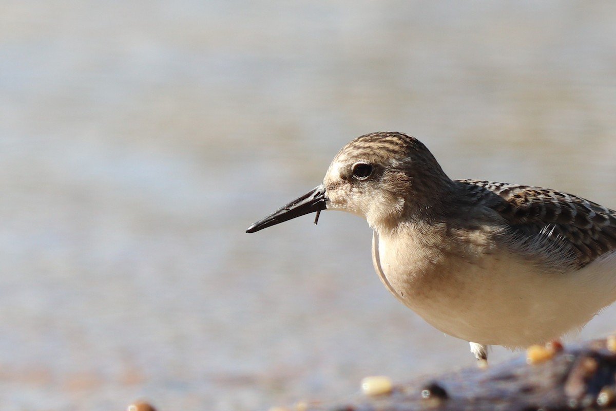 Sandstrandläufer - ML298263791