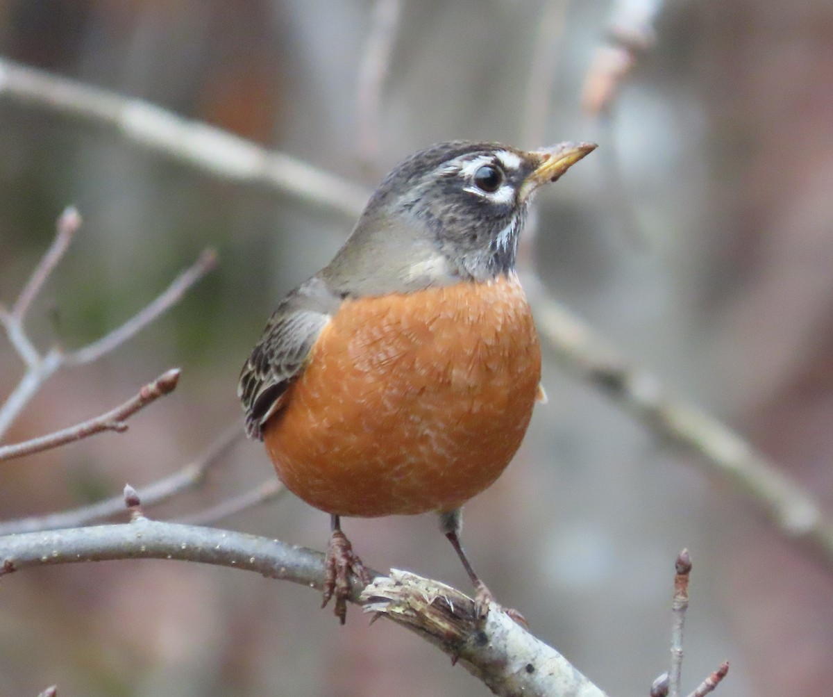 American Robin - ML298263921