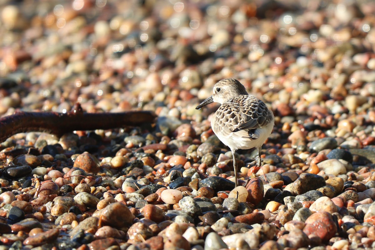 Sandstrandläufer - ML298263991