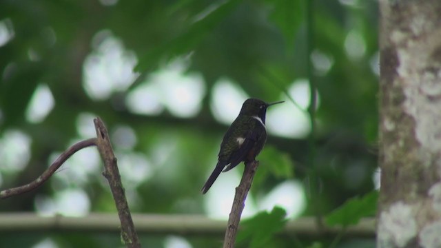 Purple-throated Woodstar - ML298264211