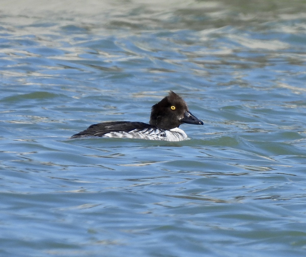 Common Goldeneye - ML298265881