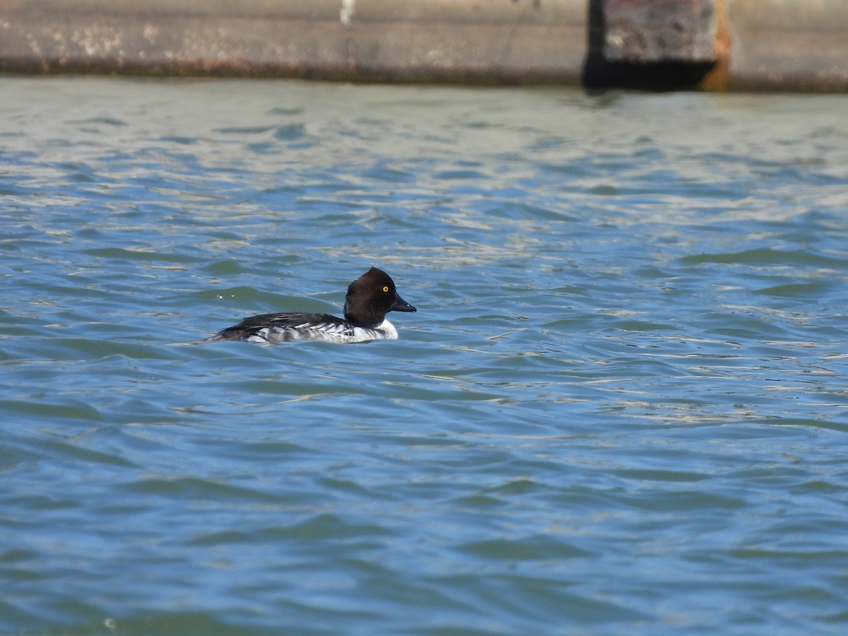 Common Goldeneye - ML298265971