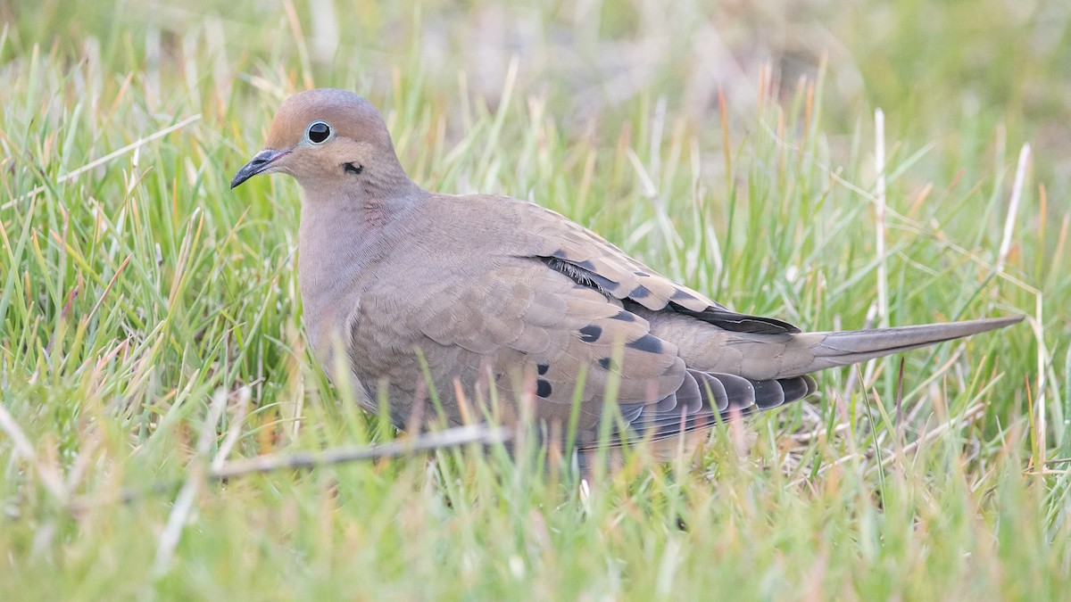 Mourning Dove - ML298266561