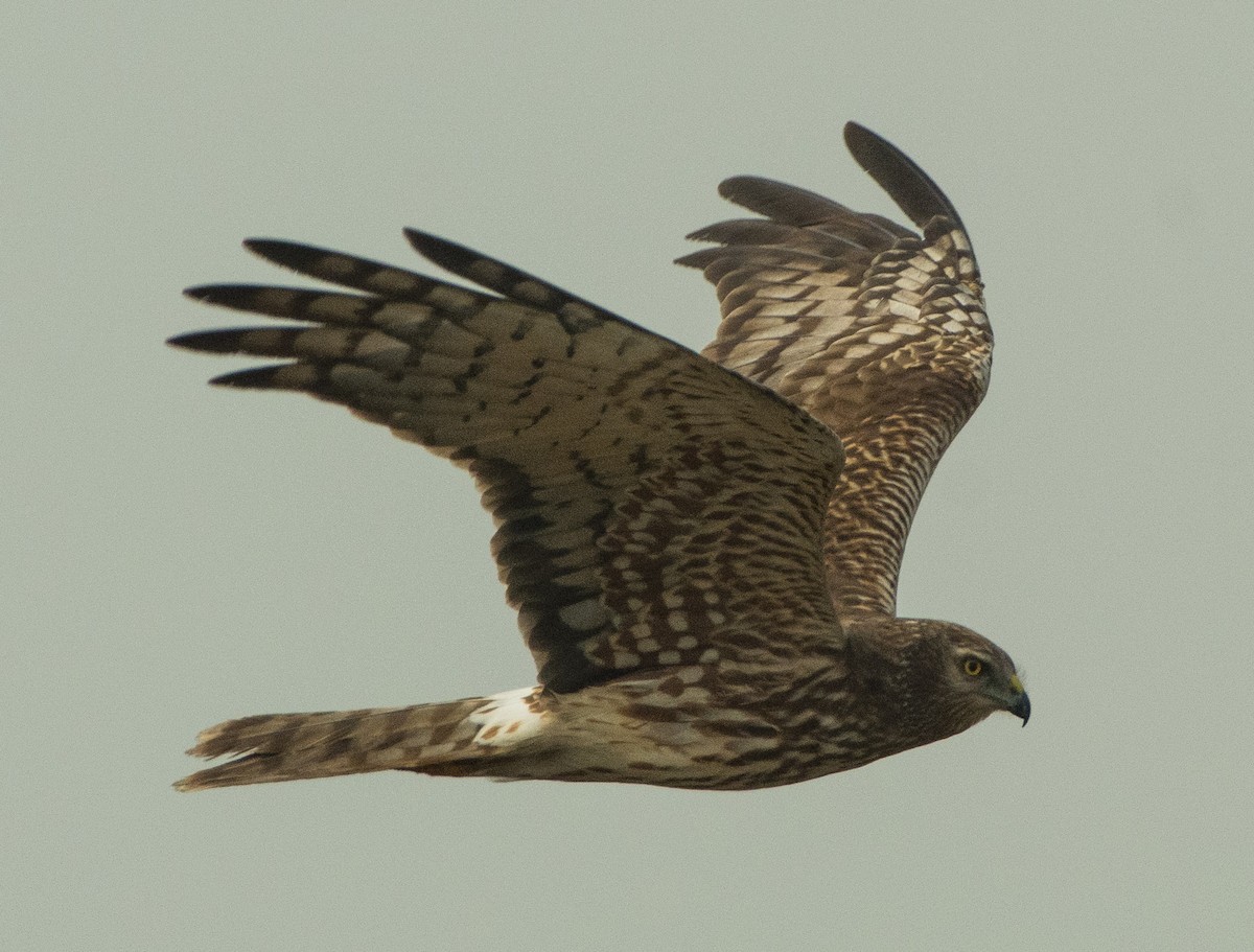 Pied Harrier - SWARUP SAHA