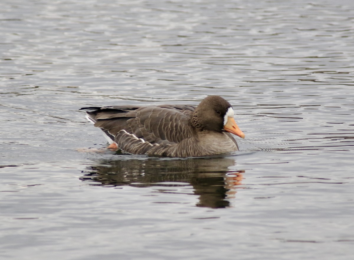 Greater White-fronted Goose - ML298269611