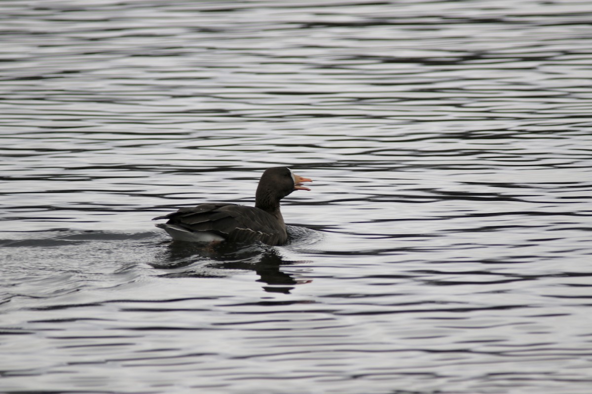 Greater White-fronted Goose - ML298269681