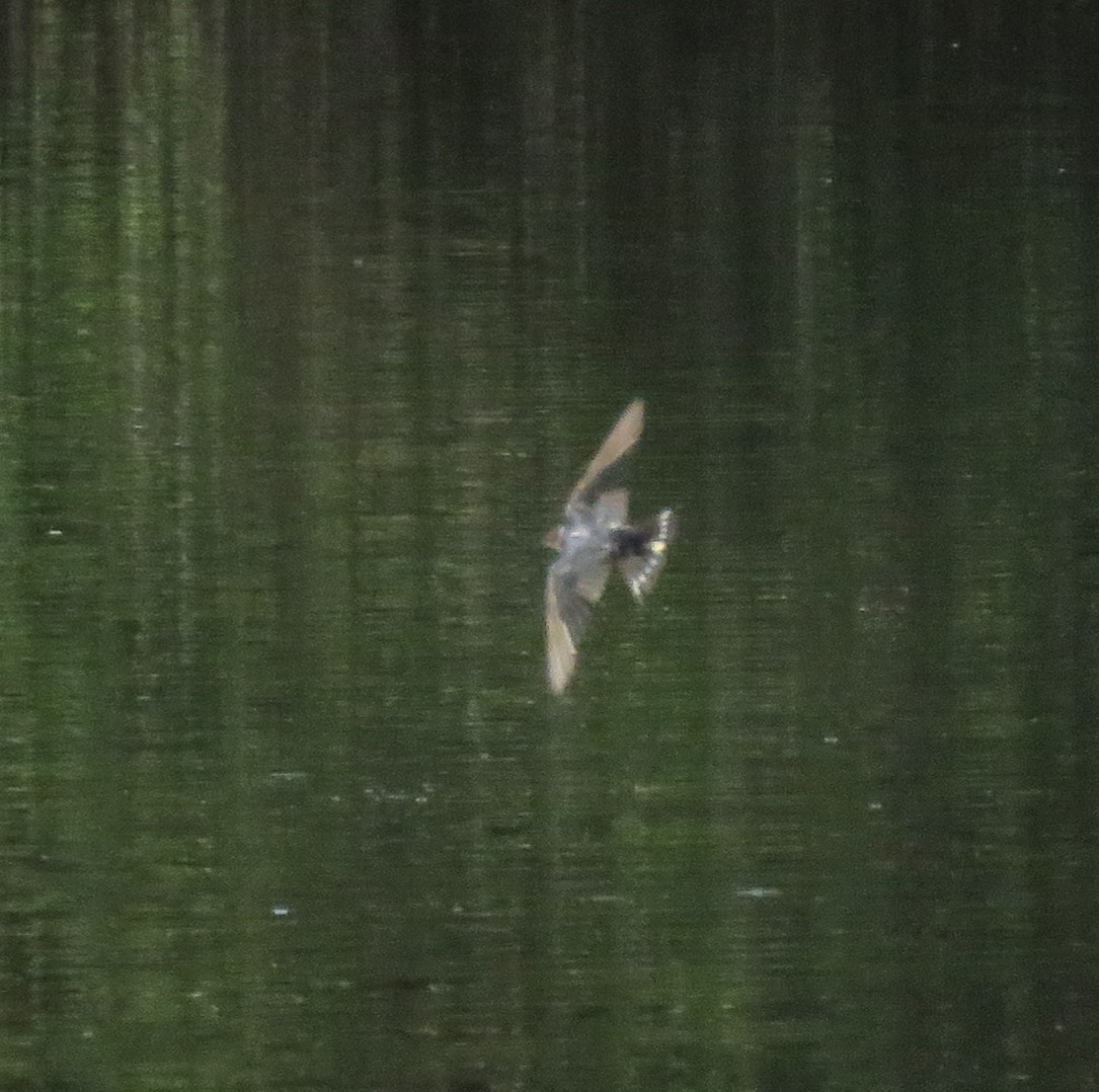 Barn Swallow - ML298270281