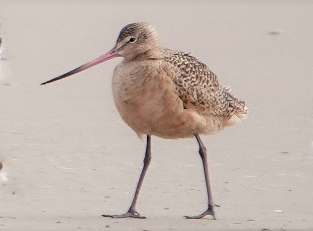 Marbled Godwit - ML298270311