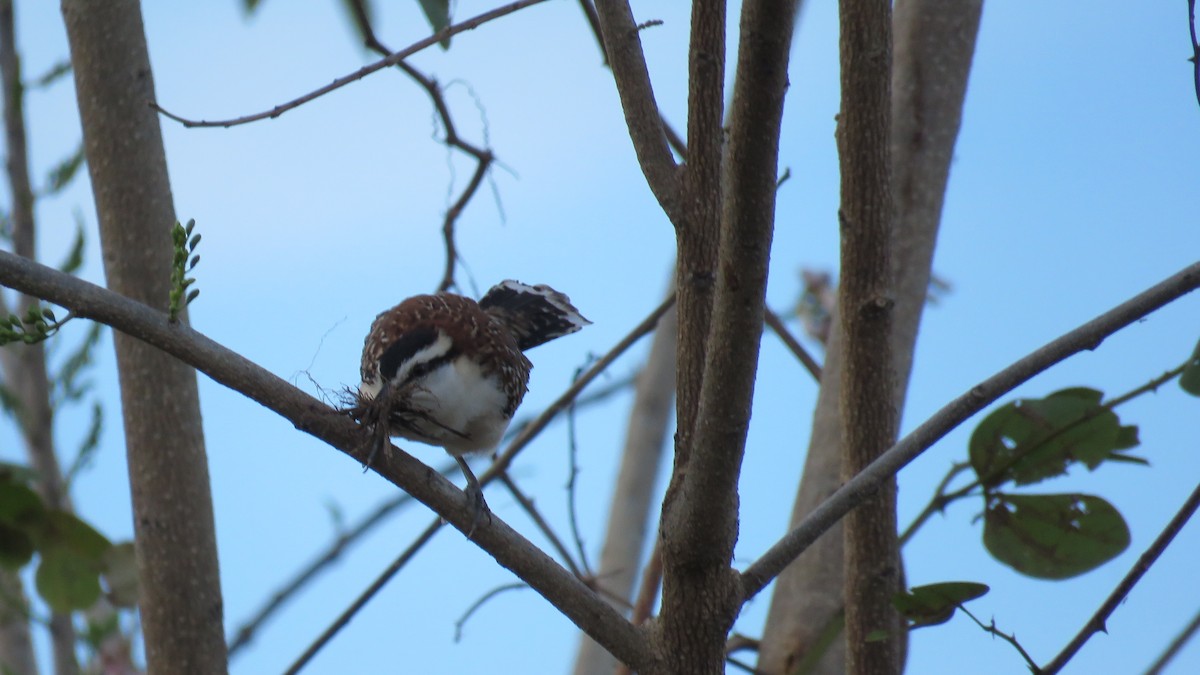 Rufous-naped Wren - ML298270391