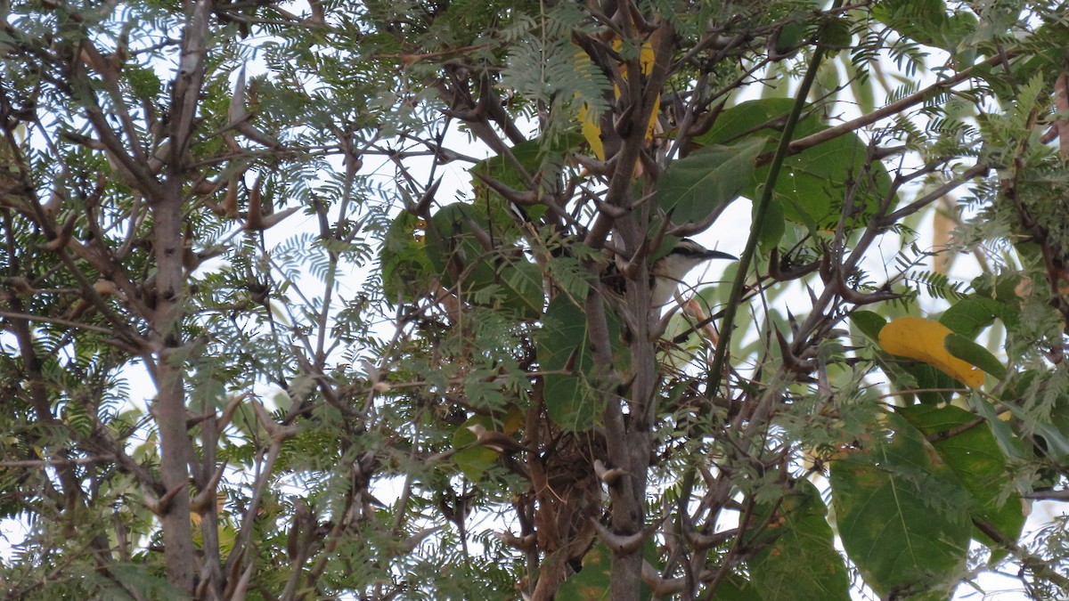 Rufous-naped Wren - ML298270411