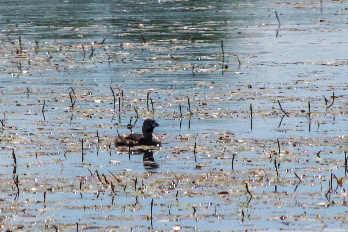 Pied-billed Grebe - ML29827081