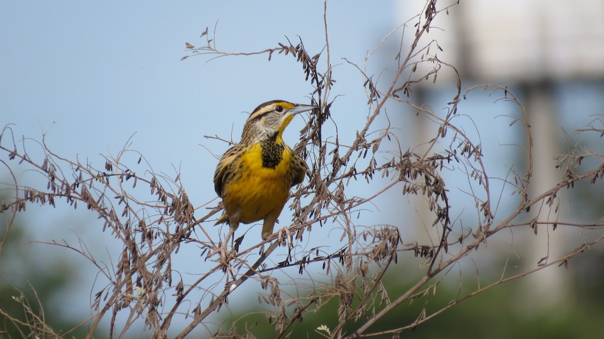 Eastern Meadowlark - ML298271061