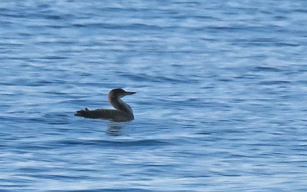 Common Loon - Juan Pérez
