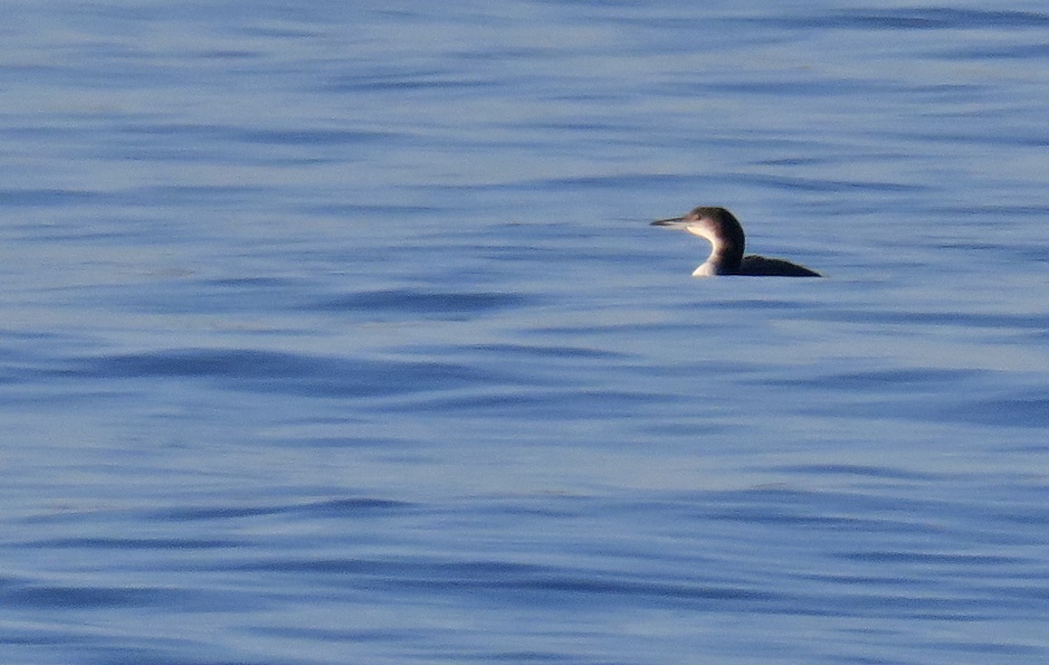 Common Loon - Juan Pérez