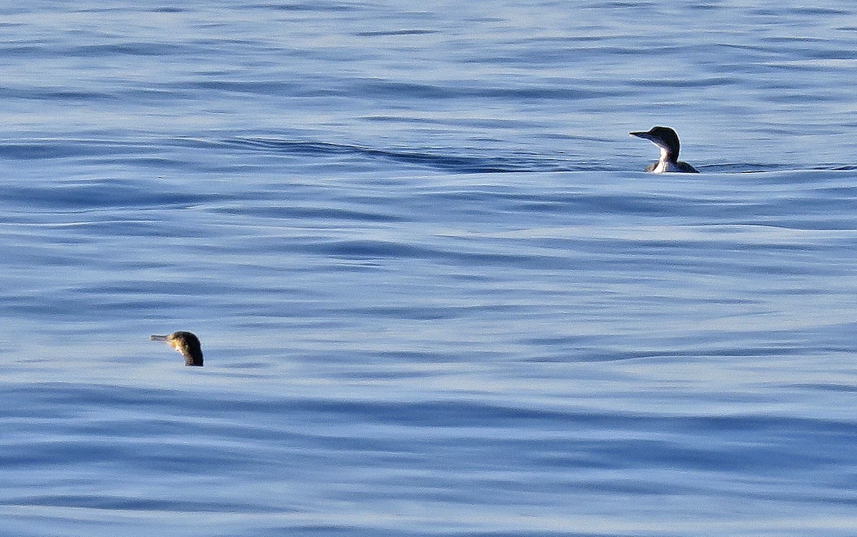Common Loon - Juan Pérez