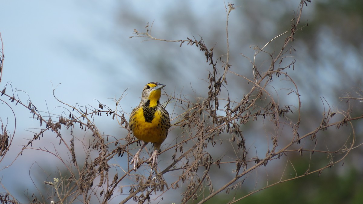 Eastern Meadowlark - Mario Reyes Jr