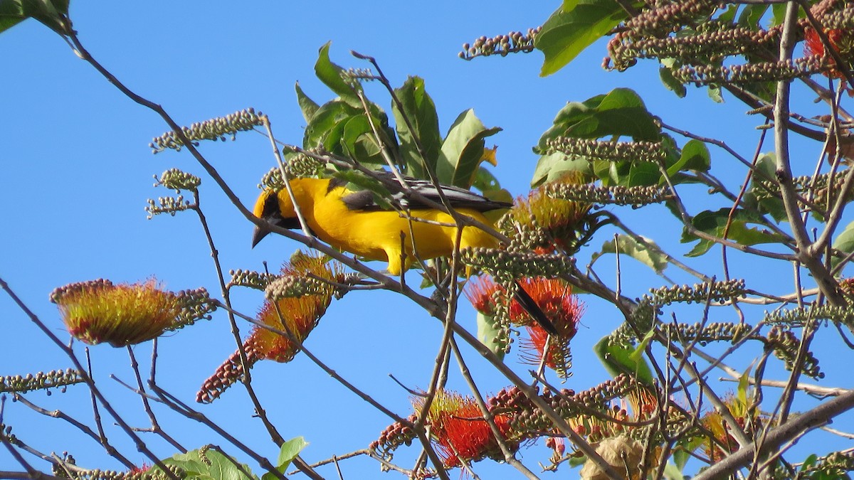 Oriole à gros bec - ML298271211