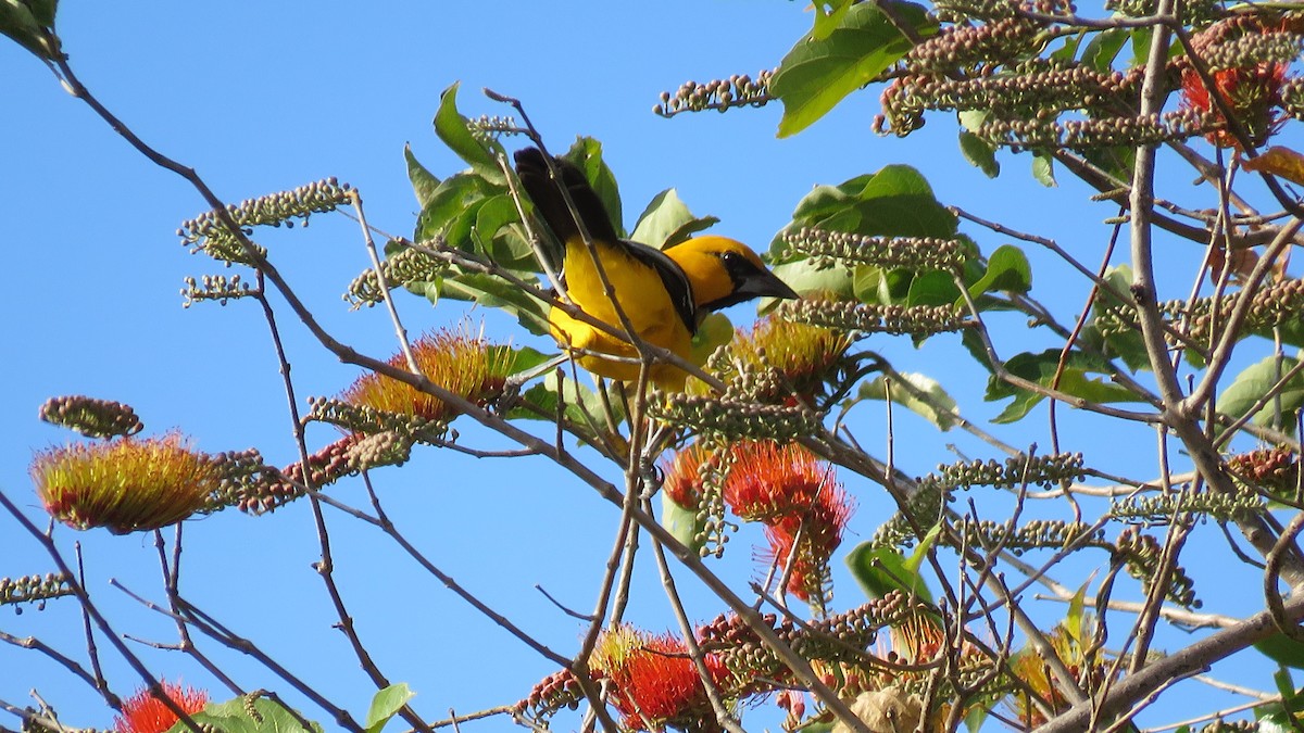 Oriole à gros bec - ML298271221