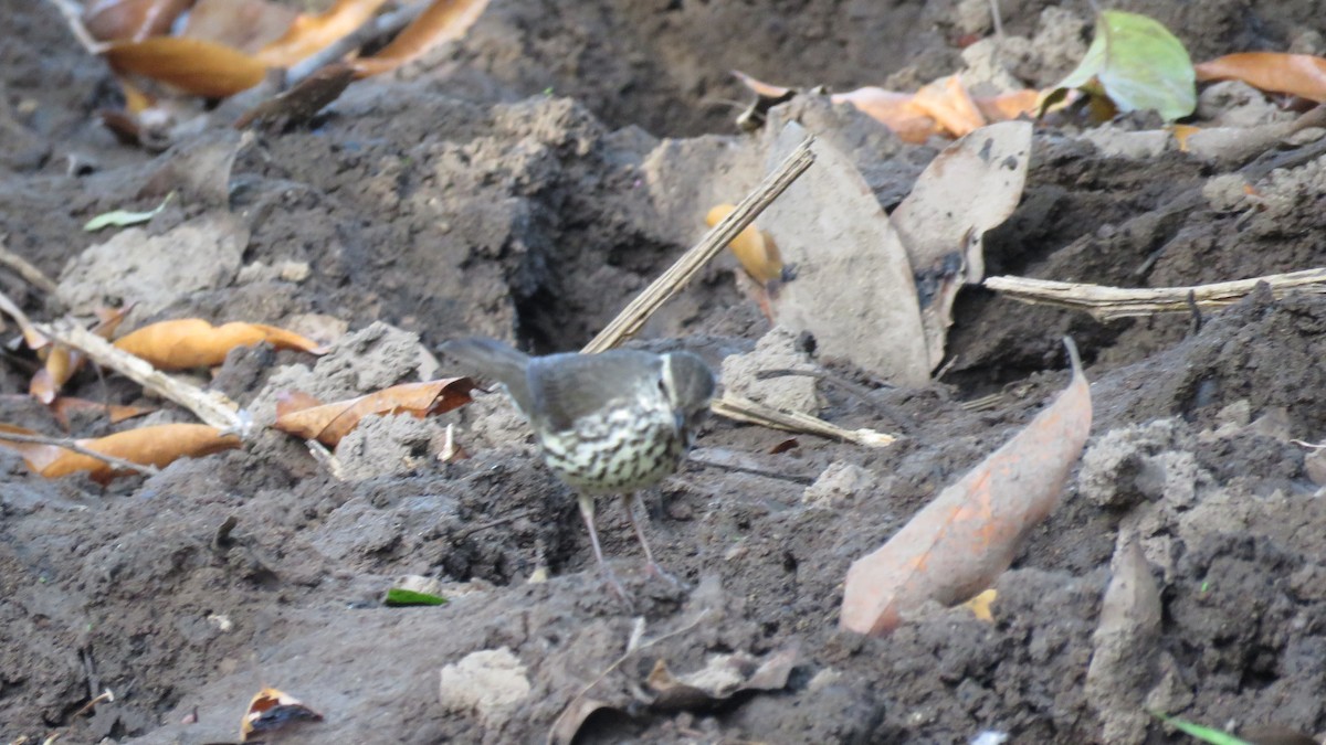 Northern Waterthrush - Mario Reyes Jr