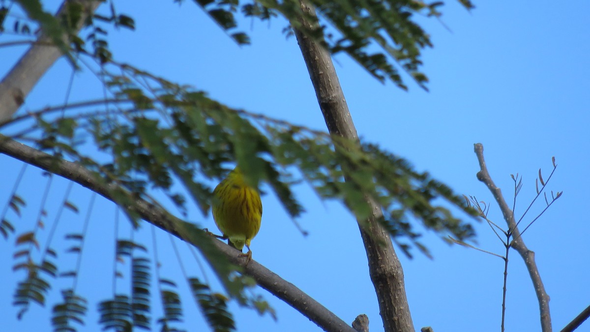 Yellow Warbler - ML298271331