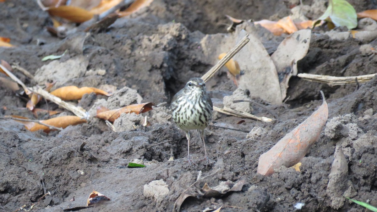 Northern Waterthrush - ML298271361