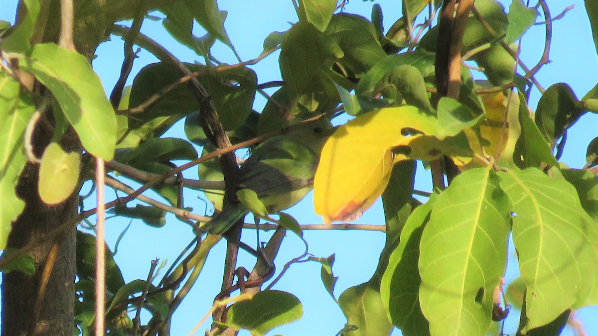 Painted Bunting - Mario Reyes Jr