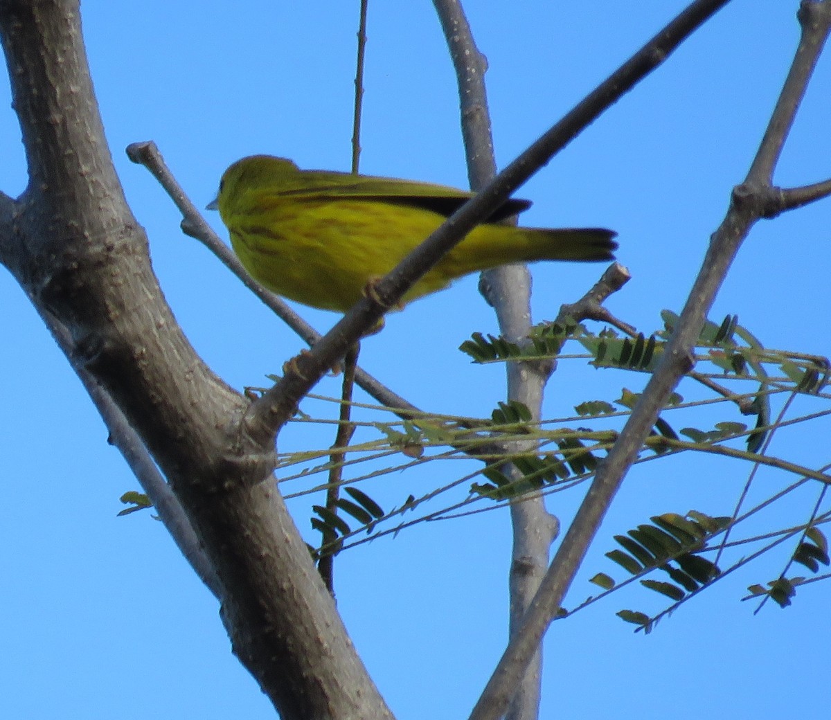 Paruline jaune - ML298271391