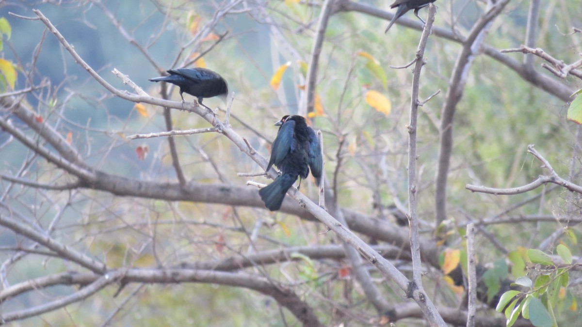 Bronzed Cowbird - Mario Reyes Jr