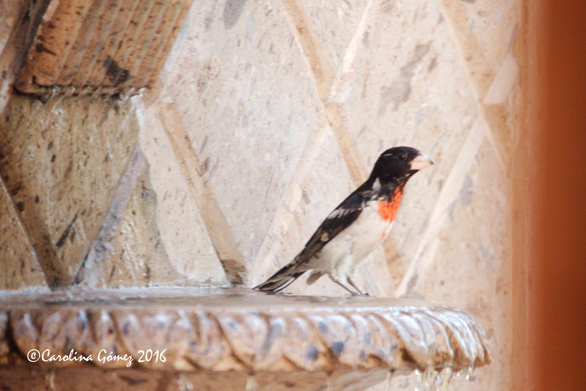 Rose-breasted Grosbeak - Carolina Gómez