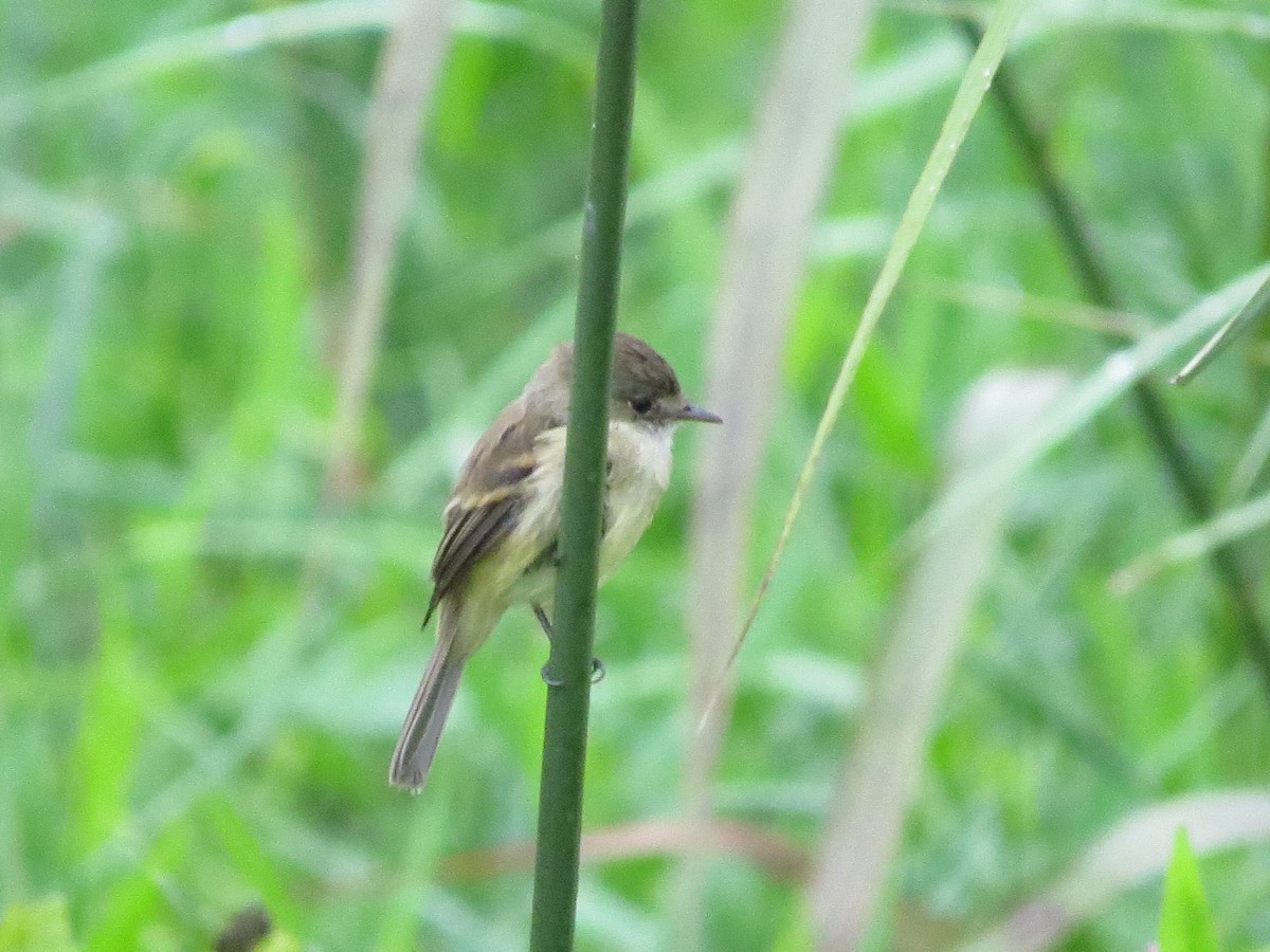 White-throated Flycatcher - ML298273501