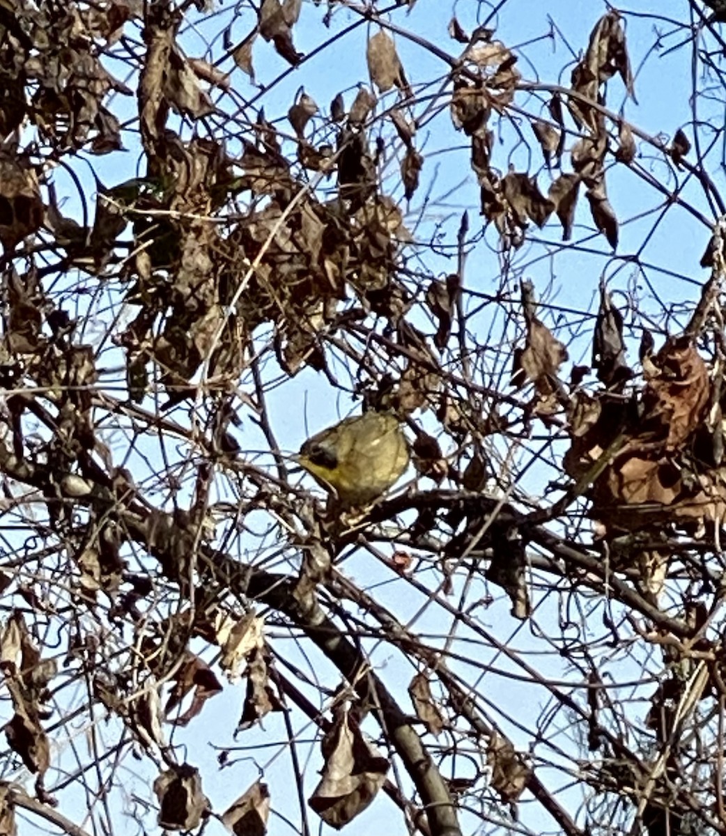 Common Yellowthroat - ML298274811