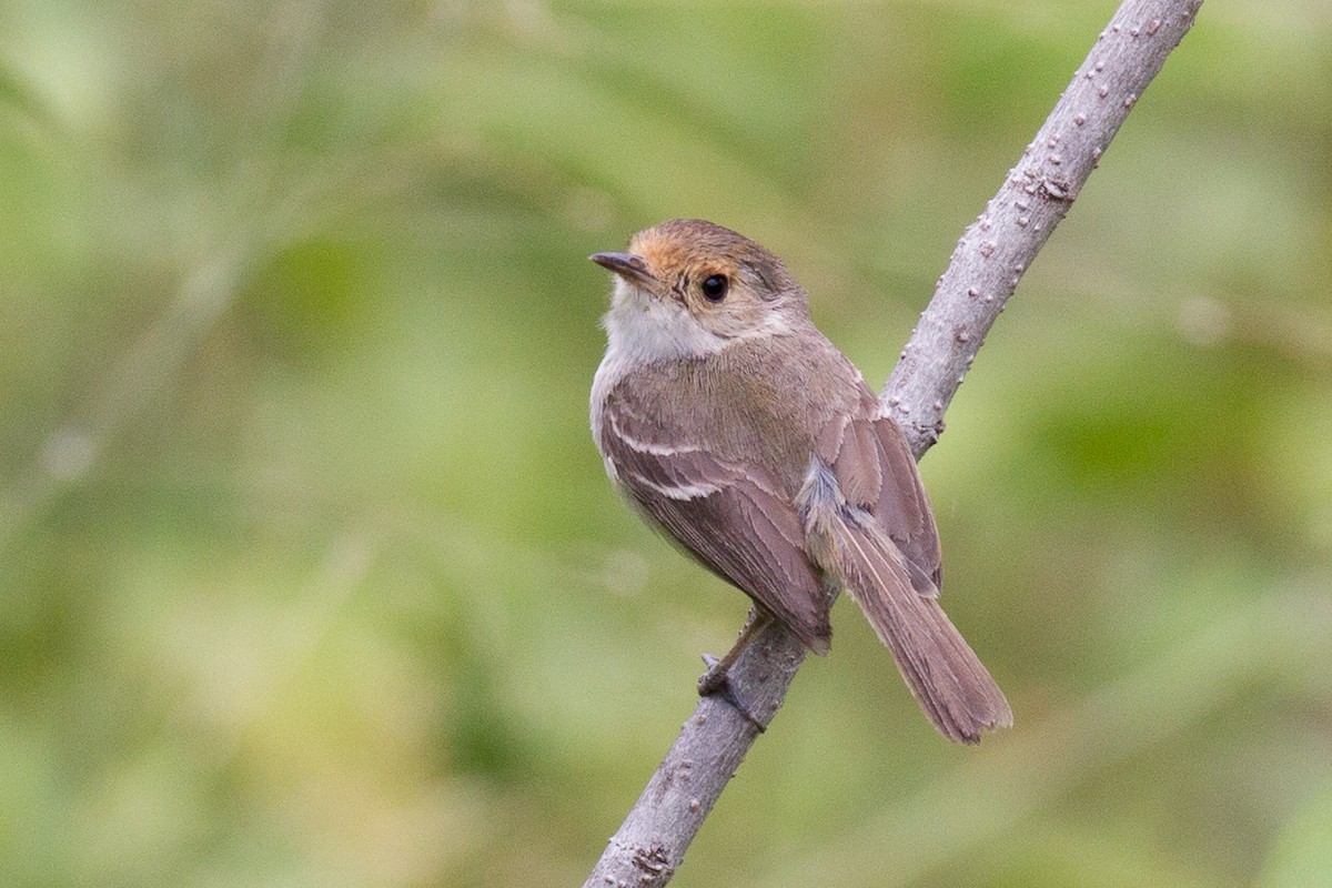 Fulvous-faced Scrub-Tyrant - Robert Lewis