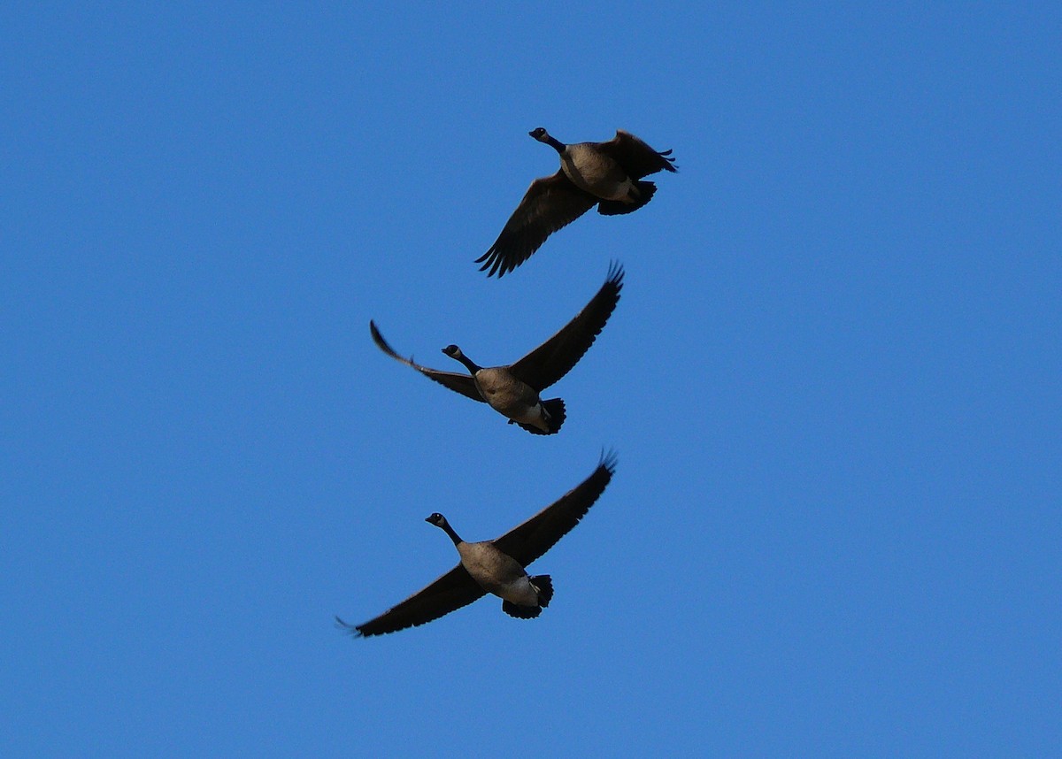 Canada Goose - ML298276681